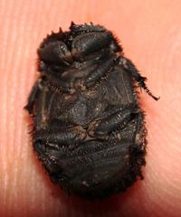 Phoberus luridus