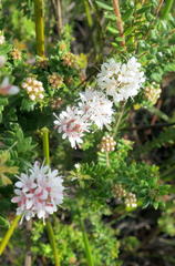 Agathosma planifolia