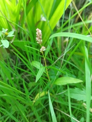 Persicaria lapathifolia