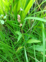 Persicaria lapathifolia