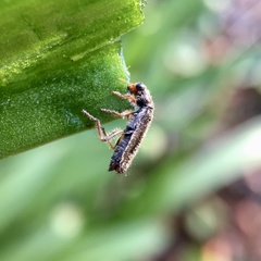 Lemidia subaenea