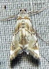 Eoparargyractis plevie