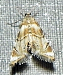 Eoparargyractis plevie