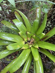 Tillandsia denudata