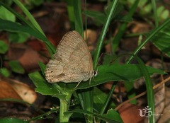 Cissia phronius