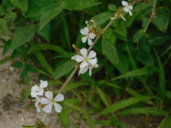 Melochia parvifolia