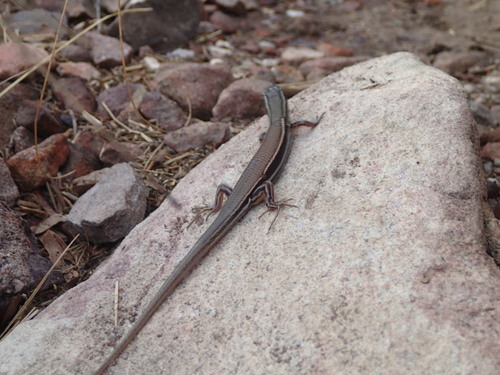 Ctenotus essingtonii