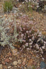 Eriogonum microtheca alpinum