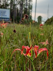 Lilium catesbaei image