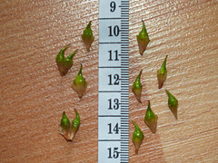 Sparganium androcladum