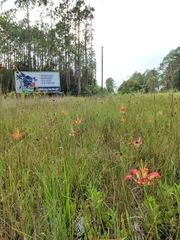 Lilium catesbaei image