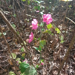 Hibiscus phoeniceus
