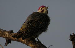 Campethera bennettii bennettii
