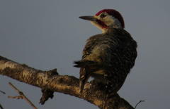 Campethera bennettii bennettii