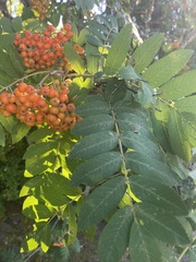 Sorbus aucuparia
