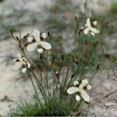 Aristea teretifolia