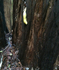 Ariolimax californicus