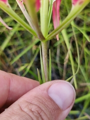 Lilium catesbaei image