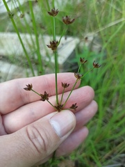 Juncus articulatus