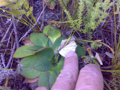 Hermas ciliata