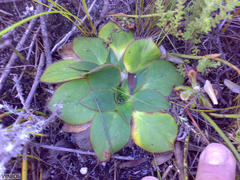 Hermas ciliata