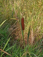 Typha latifolia