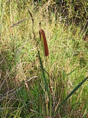 Typha latifolia