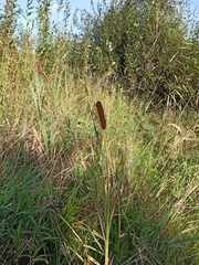 Typha latifolia