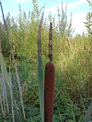 Typha latifolia