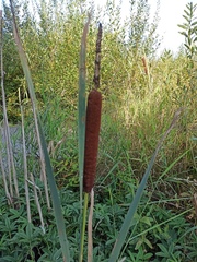 Typha latifolia