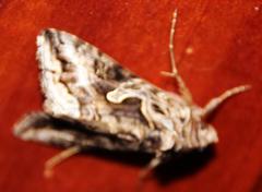 Cornutiplusia circumflexa