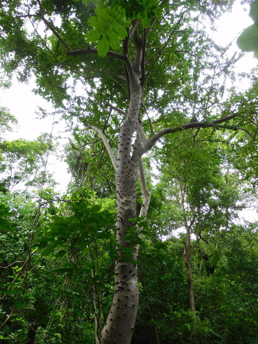 Image of Leuenbergeria Guamacho (Leuenbergeria guamacho) by (c) Luis Rubio-Yépez, some rights reserved (CC BY)