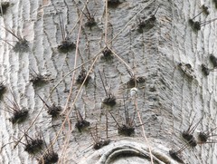 Leuenbergeria guamacho