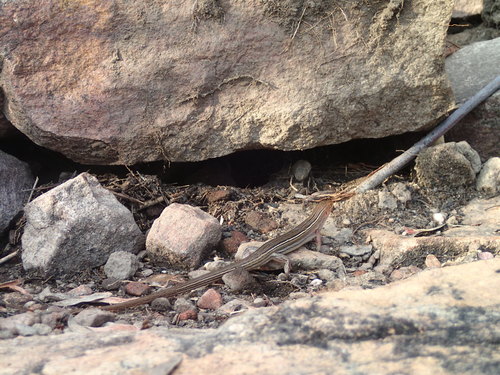 Ctenotus superciliaris