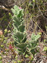 Senecio hirtifolius