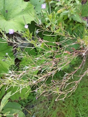 Epilobium adenocaulon