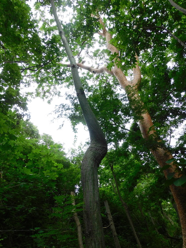 Pseudobombax septenatum