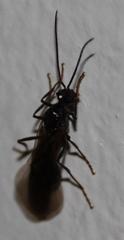 Myrmicaria nigra