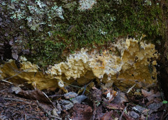 Trichoderma citrinum