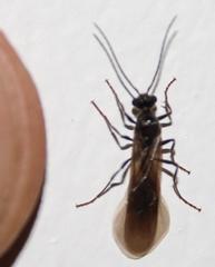Myrmicaria nigra