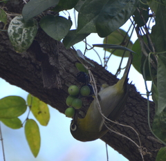 Zosterops xanthochroa