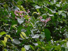 Fridericia chica