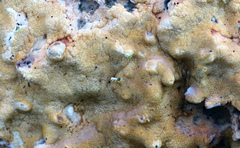 Trichoderma citrinum