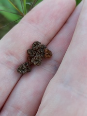 Alisma plantago-aquatica