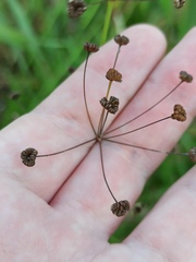 Alisma plantago-aquatica