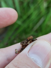 Alisma plantago-aquatica