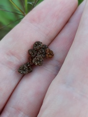 Alisma plantago-aquatica