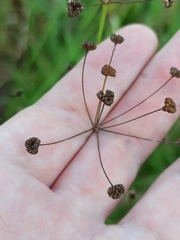 Alisma plantago-aquatica