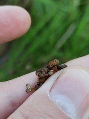 Alisma plantago-aquatica