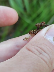 Alisma plantago-aquatica